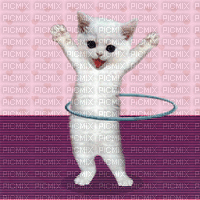 Gatito bailando - GIF animado grátis