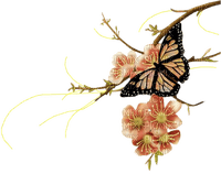 Butterfly and flowers - zadarmo png