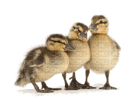 ducklings - png gratuito