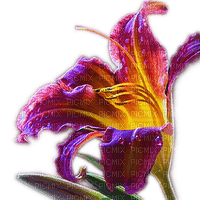 Rena Flower Lilie Blumen - zadarmo png