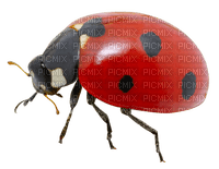 ladybug marienkäfer insect - PNG gratuit