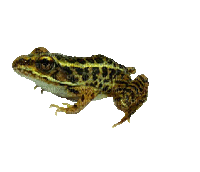 Kaz_Creations Frog - Darmowy animowany GIF