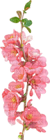 pink flowers blossom - ücretsiz png