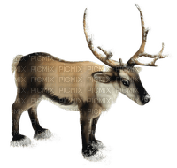 reindeer - zdarma png