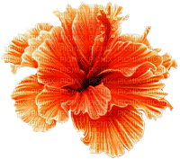 fleur orange.Cheyenne63
