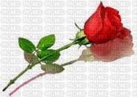 وردة حمراء - PNG gratuit