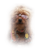 dog wearing glasses bp - PNG gratuit