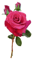 Flowers pink rose bp - Free PNG