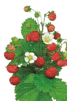 kikkapink spring flowers strawberries strawberry - 免费PNG