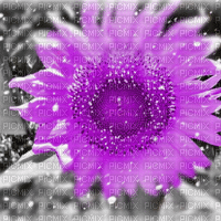 flower - Darmowy animowany GIF