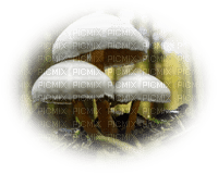 champignon - PNG gratuit