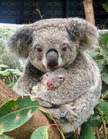 Australia animals koala bp - bezmaksas png
