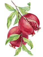 pomegranate  Bb2 - png gratuito