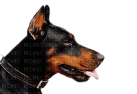 chien - 免费PNG