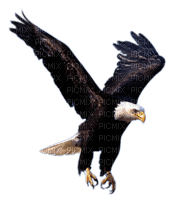 Aguila17 - 免费PNG