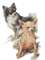 Hund chien  dog - Gratis animerad GIF