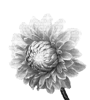 Y.A.M._Flower - Darmowy animowany GIF