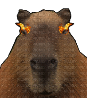 capybara determined - GIF เคลื่อนไหวฟรี