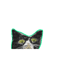 Cat - Nemokamas animacinis gif