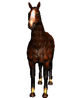 horse pferd cheval animal animals tier western wild west Native American tube gif anime animated animation