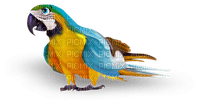 perroquet.Cheyenne63 - PNG gratuit