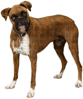 Kaz_Creations Dog-Pup - 免费PNG