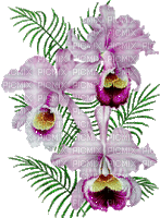 orquideas - Gratis geanimeerde GIF