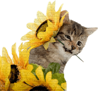 loly33 chat tournesol - png gratuito