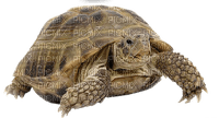 kilpikonna, turtle - ilmainen png