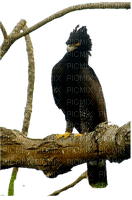 animals nancysaey - Free PNG