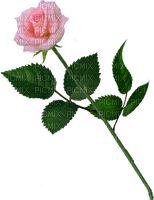 pink rose - nemokama png