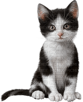 Kaz_Creations Cats Cat Kittens Kitten - zadarmo png