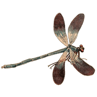 dragonfly - gratis png