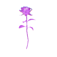 purple rose - Бесплатни анимирани ГИФ