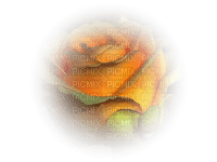 tube rose - δωρεάν png