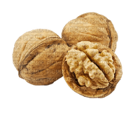 walnut - gratis png