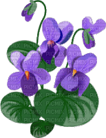 flower, violet, spring - Free animated GIF