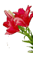 цветы - GIF animado gratis
