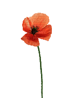 Coquelicot.Fleurs.Flower.Poppy.Victoriabea - Безплатен анимиран GIF