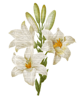 gala flowers - PNG gratuit
