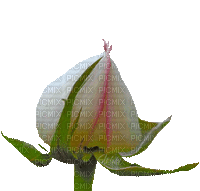 Rose - Darmowy animowany GIF