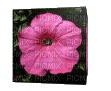 cube flower - Безплатен анимиран GIF
