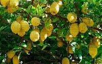 Citron - png grátis