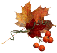 Autumn Leaves - bezmaksas png