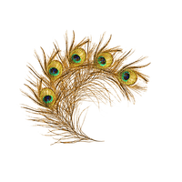 Peacock Feather - png grátis