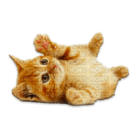 Cats'n'Kittens - 免费PNG