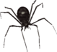 ani-spider - Бесплатный анимированный гифка