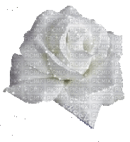 Белая блестящая роза - GIF animé gratuit