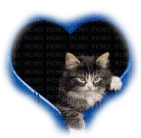 dolceluna blue cat heart - безплатен png