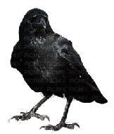 crow gif corbeau